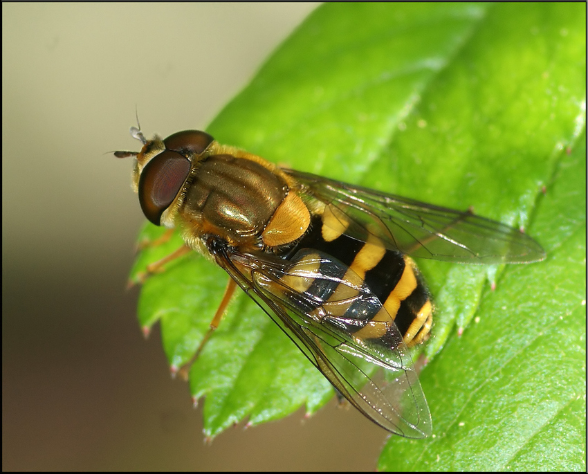 Frühlingsschwebfliege ?