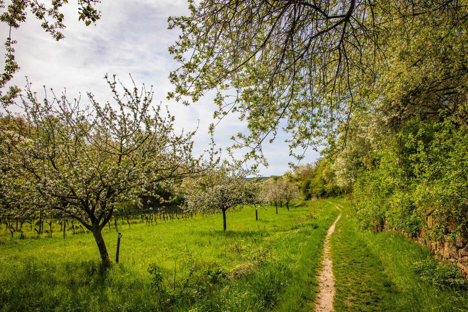 Frühlingssehnsucht