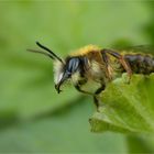 Frühlingsseidenbiene (Colletes cunicularius, Männchen.)