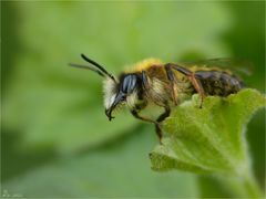 Frühlingsseidenbiene (Colletes cunicularius, Männchen.)