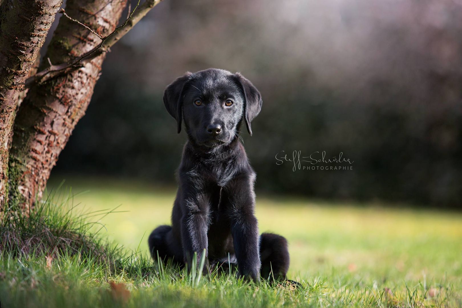 Frühlingsshooting mit Labradorbaby