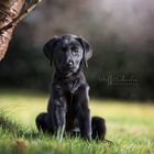 Frühlingsshooting mit Labradorbaby