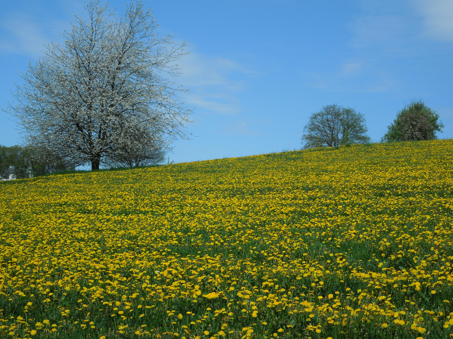 Frühlingssinfonie 1