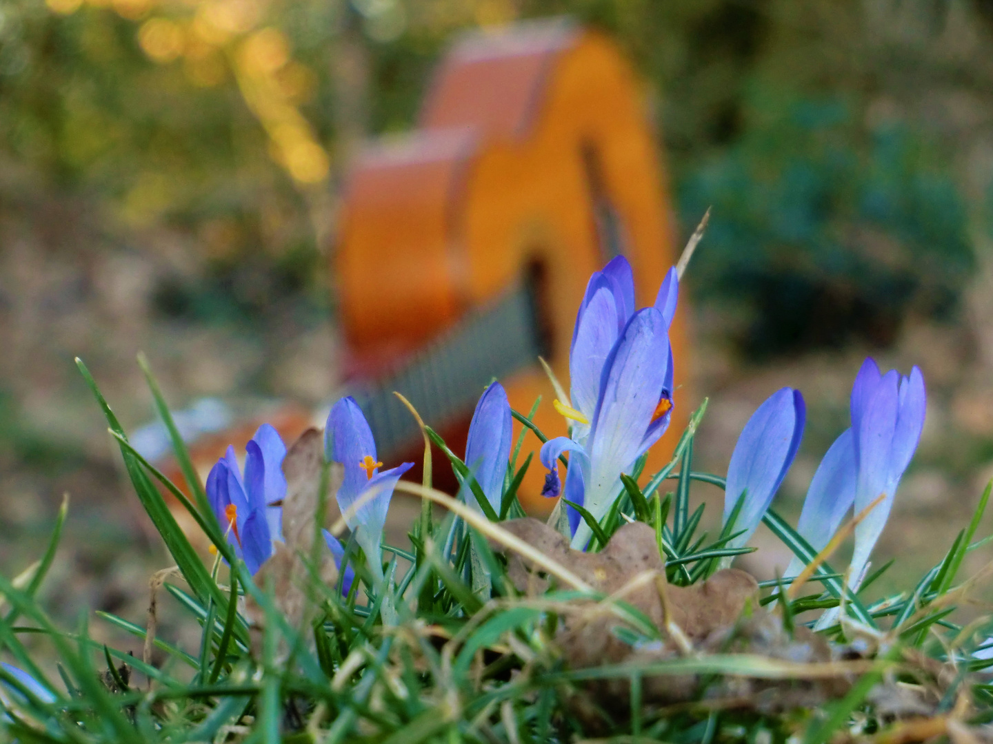 Frühlingssinfonie