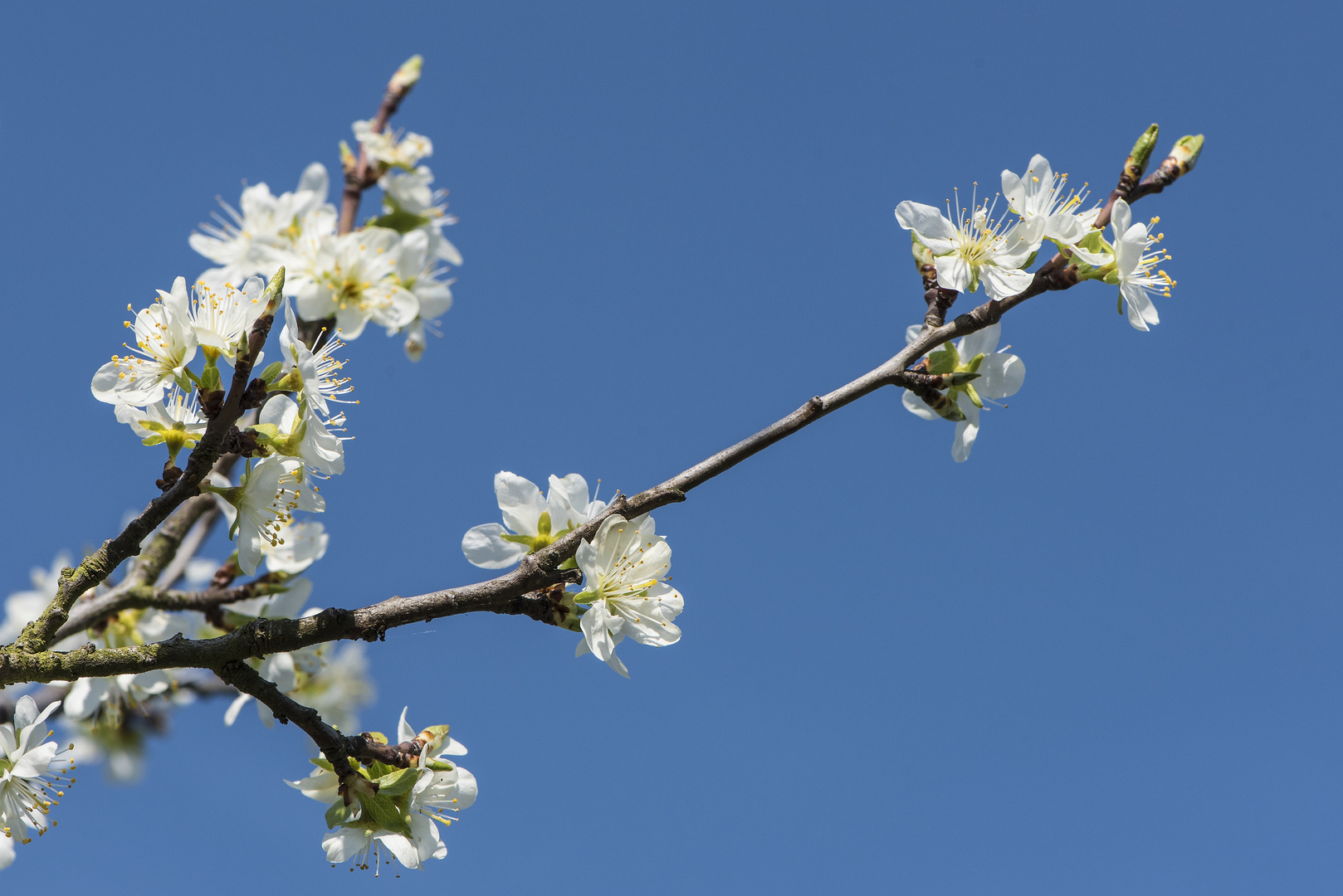 Frühlingssinfonie ...