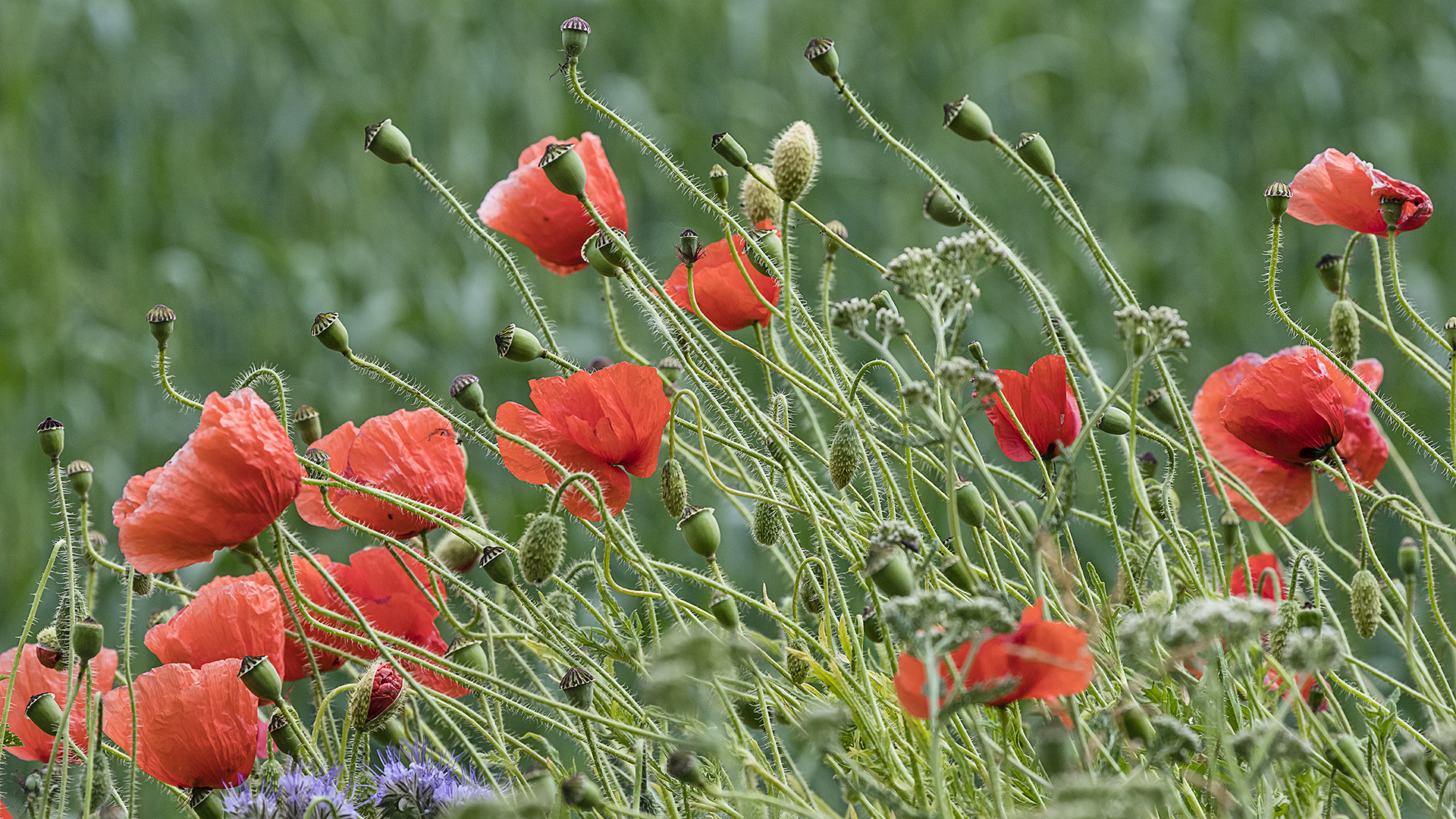 Frühlings(sommer)wiese  (1)