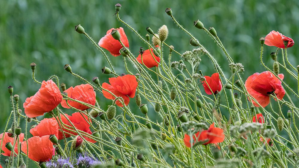 Frühlings(sommer)wiese  (1)