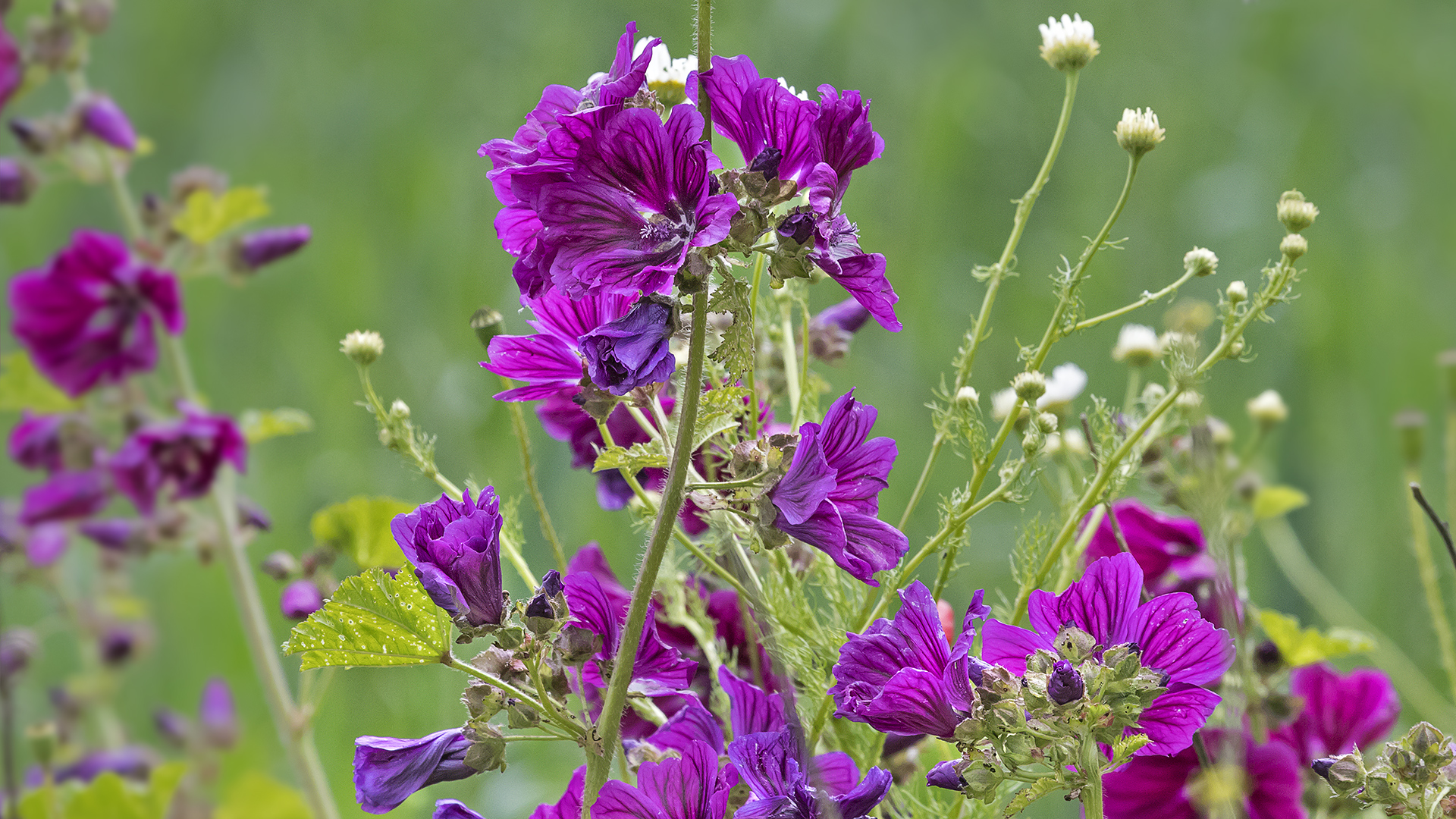 Frühlings(sommer)wiese (5)