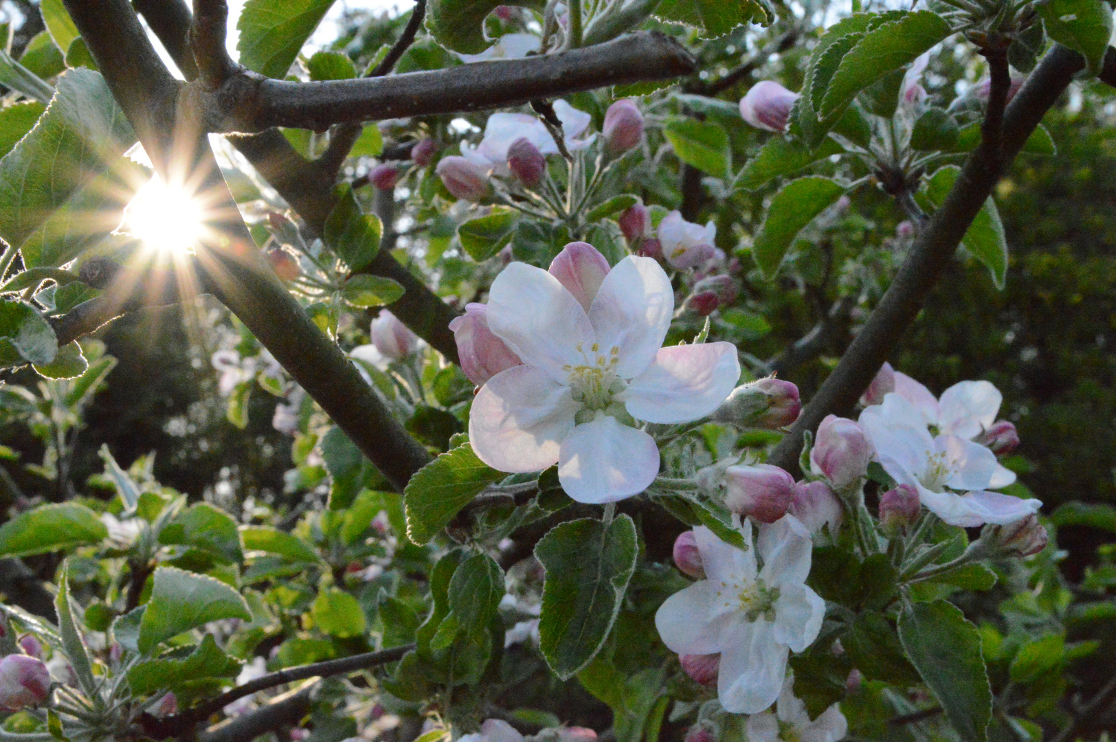 Frühlingssonne