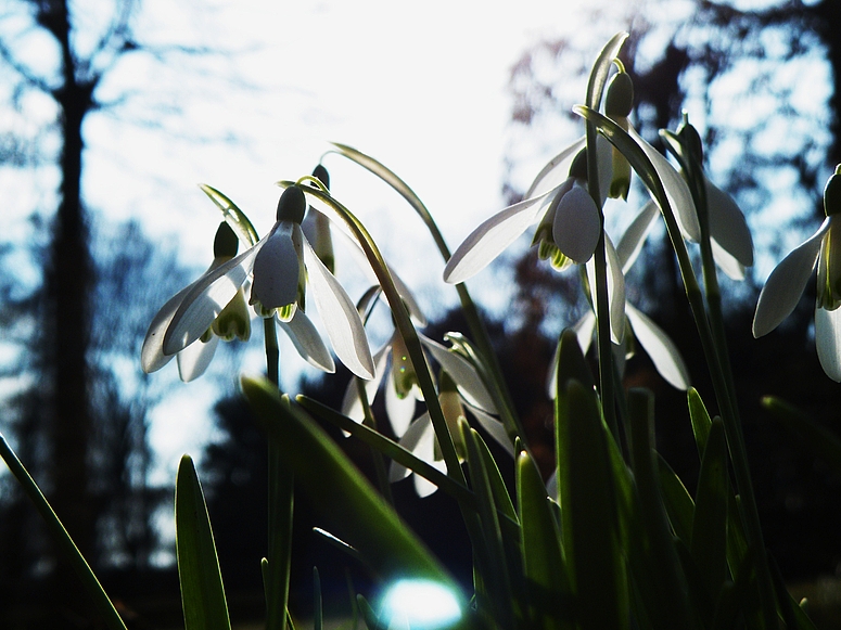 Frühlingssonne