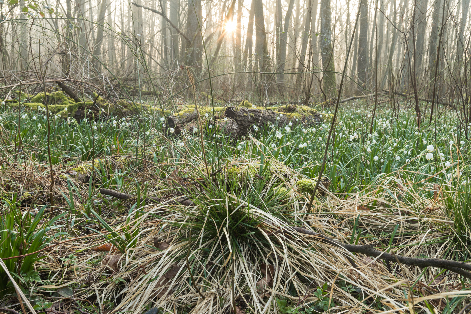 Frühlingssonne