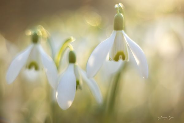 ... Frühlingssonne ...