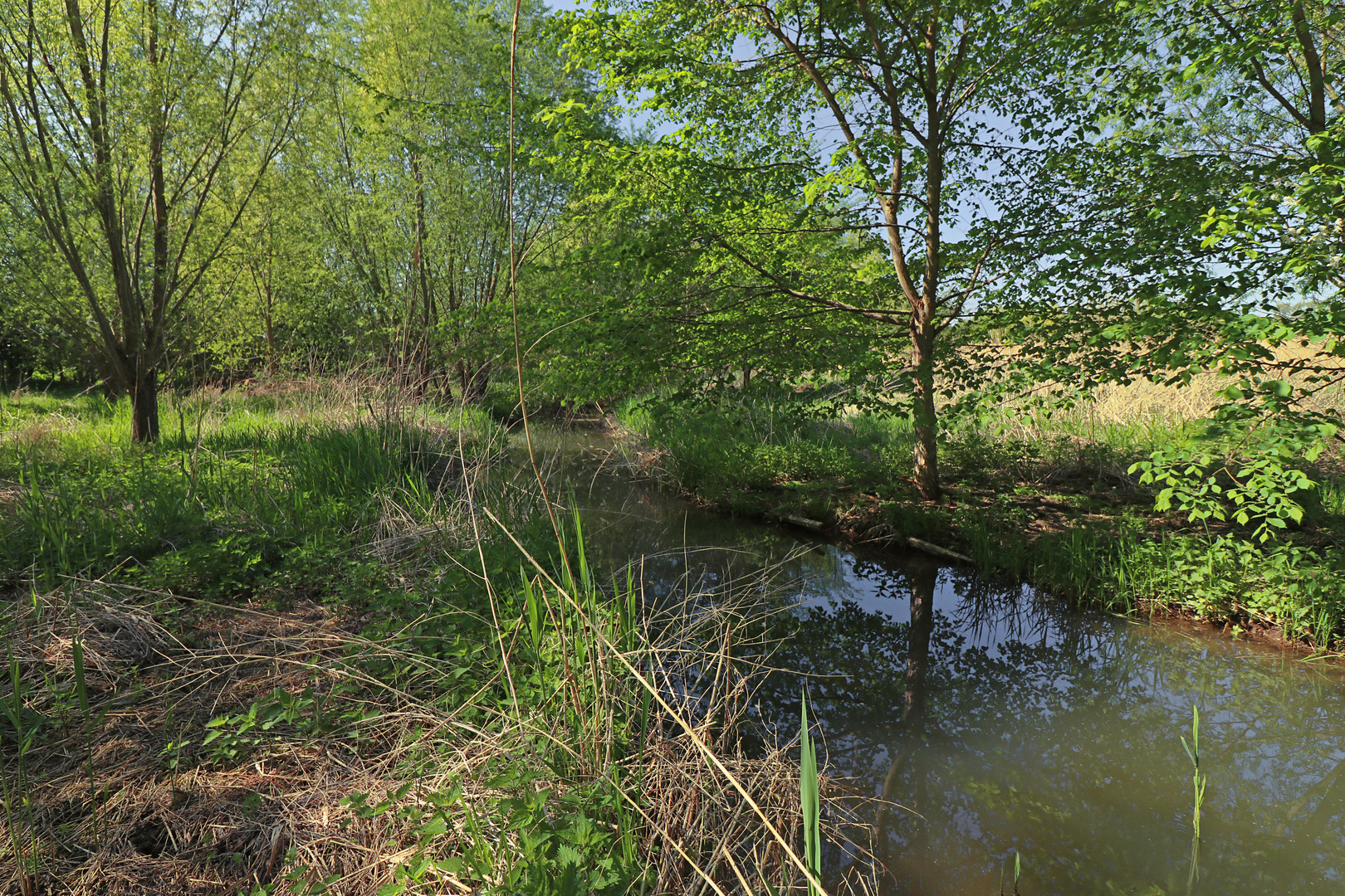 Frühlingssonne am Bach