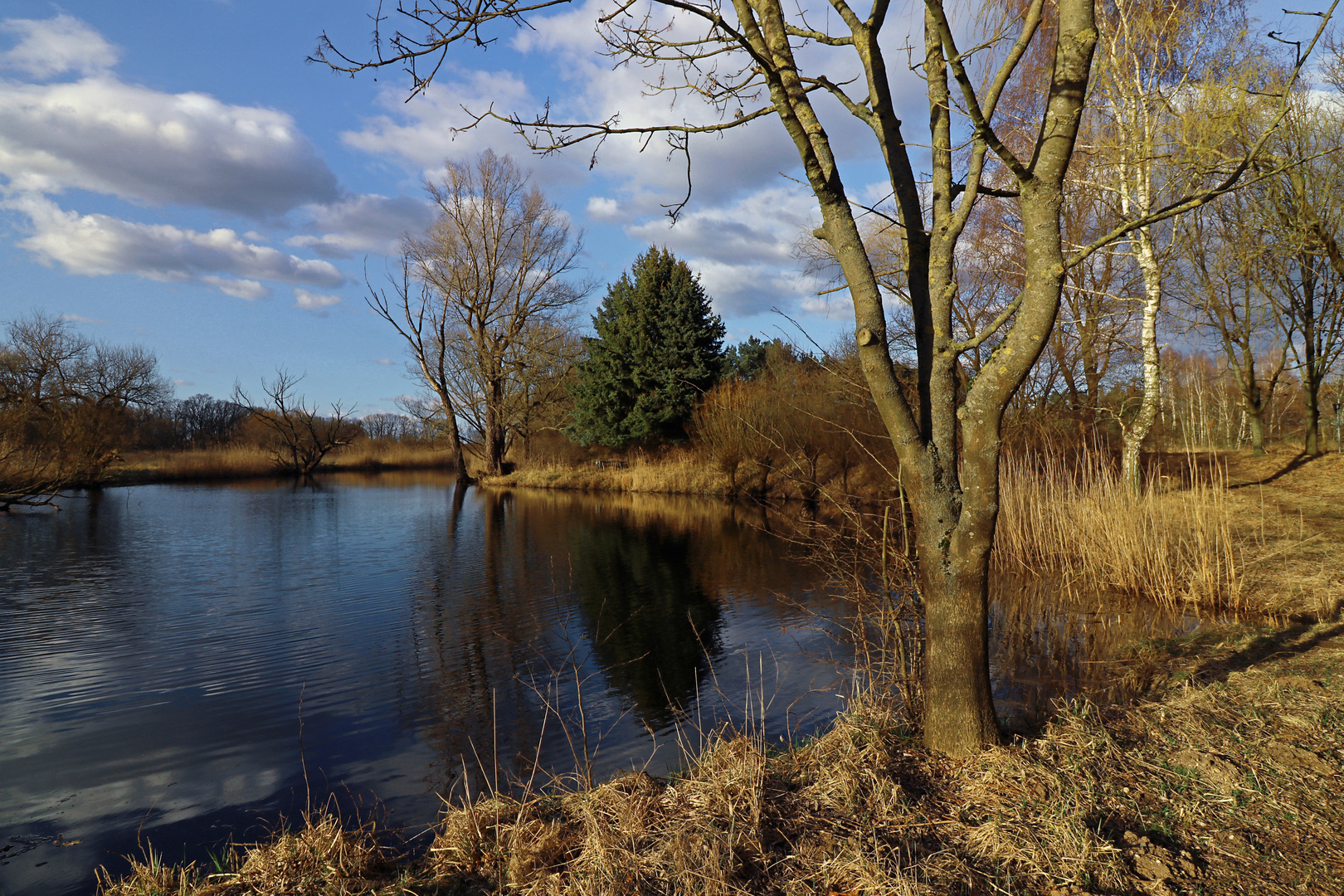 Frühlingssonne am Teich