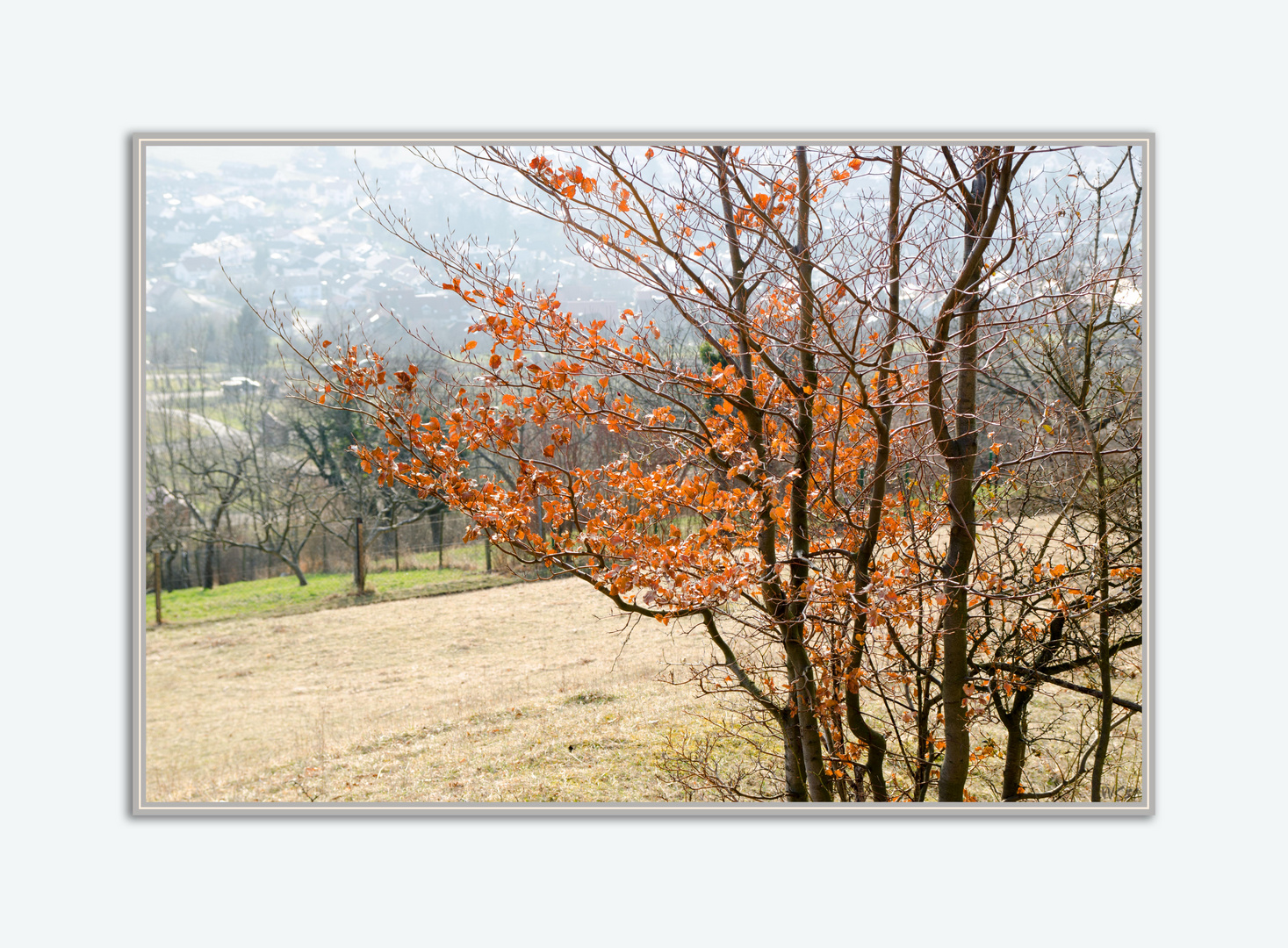 Frühlingssonne auf Herbstblättern