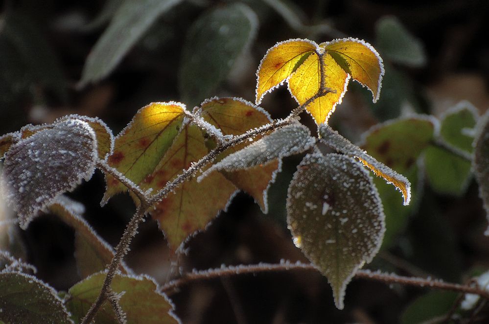 Frühlingssonne auf Winterblätter