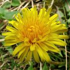 Frühlingssonne - für Sandra! Vorstadium ihrer wunderschönen Pusteblume aus dem Votimg