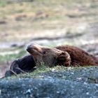 ... Frühlingssonne genießen. Braunbär (Ursus arctos)