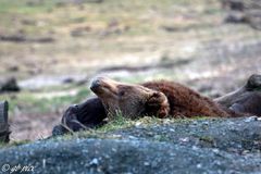 ... Frühlingssonne genießen. Braunbär (Ursus arctos)