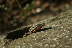 Frühlingssonne im botanischen Garten der RUB