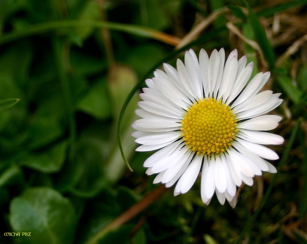 Frühlingssonne im Miniformat auf der Wiese