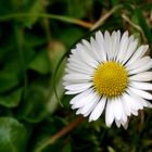 Frühlingssonne im Miniformat auf der Wiese