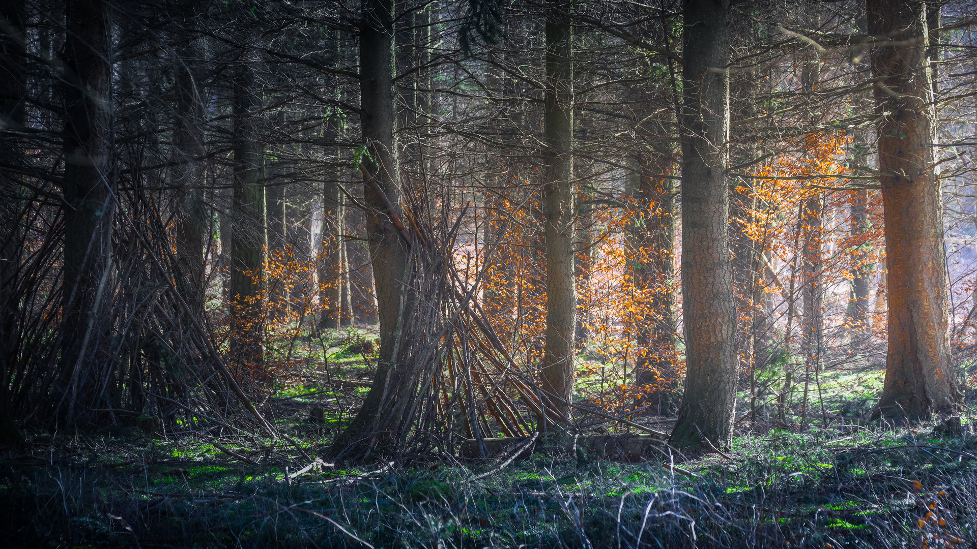 Frühlingssonne im Wald