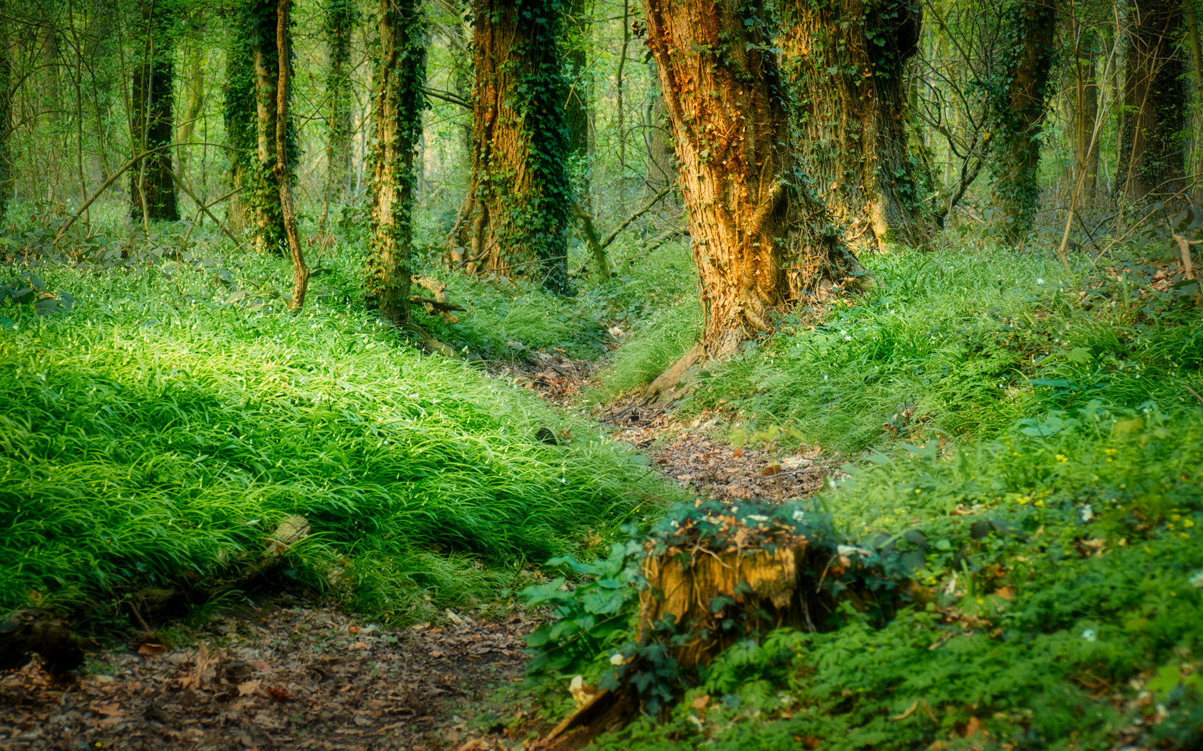 Frühlingssonne im Wald