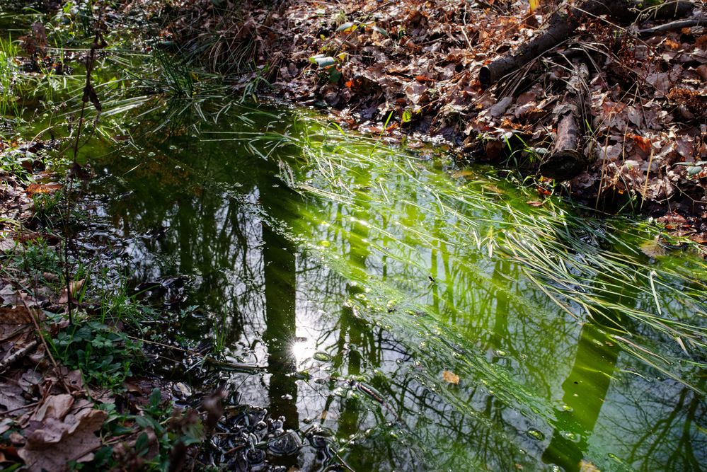 Frühlingssonne im Waldtümpel