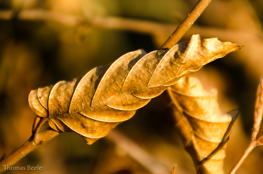 Frühlingssonne mit Herbstlaub