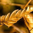 Frühlingssonne mit Herbstlaub