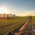 Frühlingssonne überm Feld