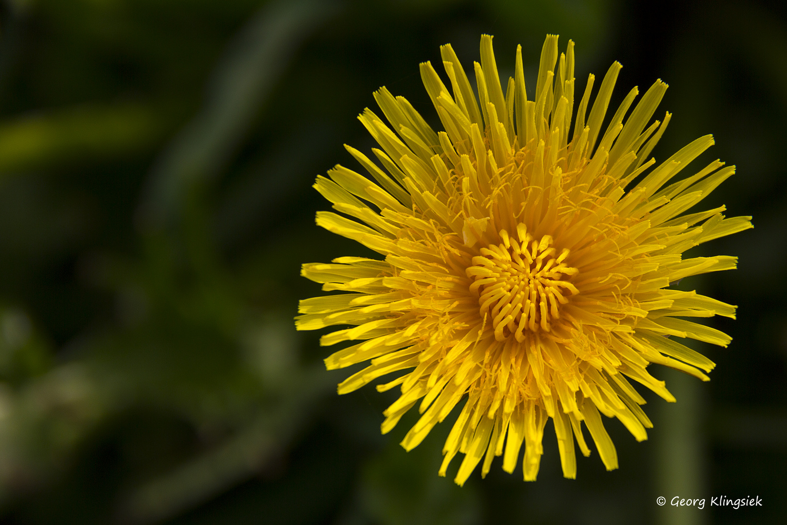 FrühlingsSONNENblumen 1