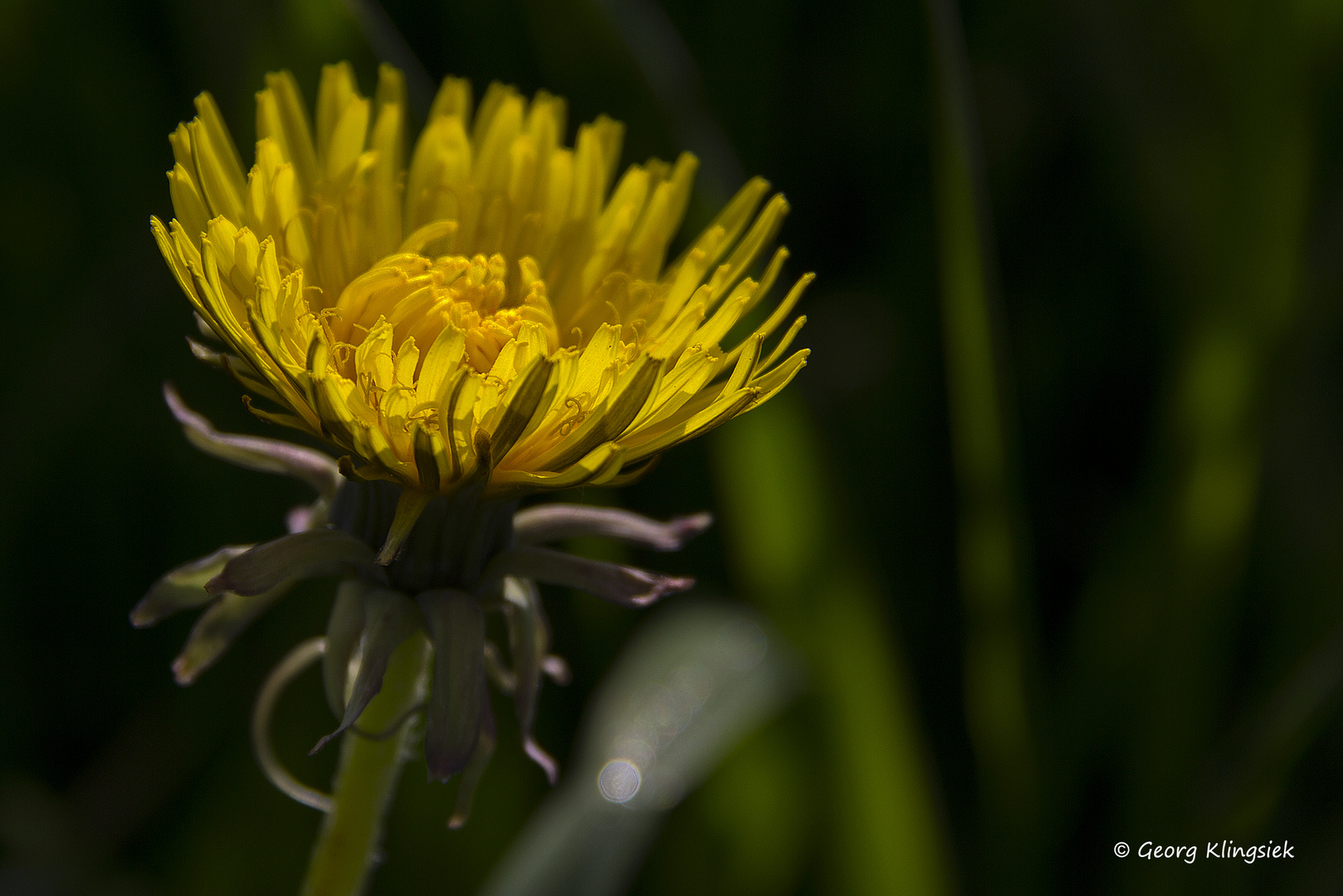 FrühlingsSONNENblumen 2