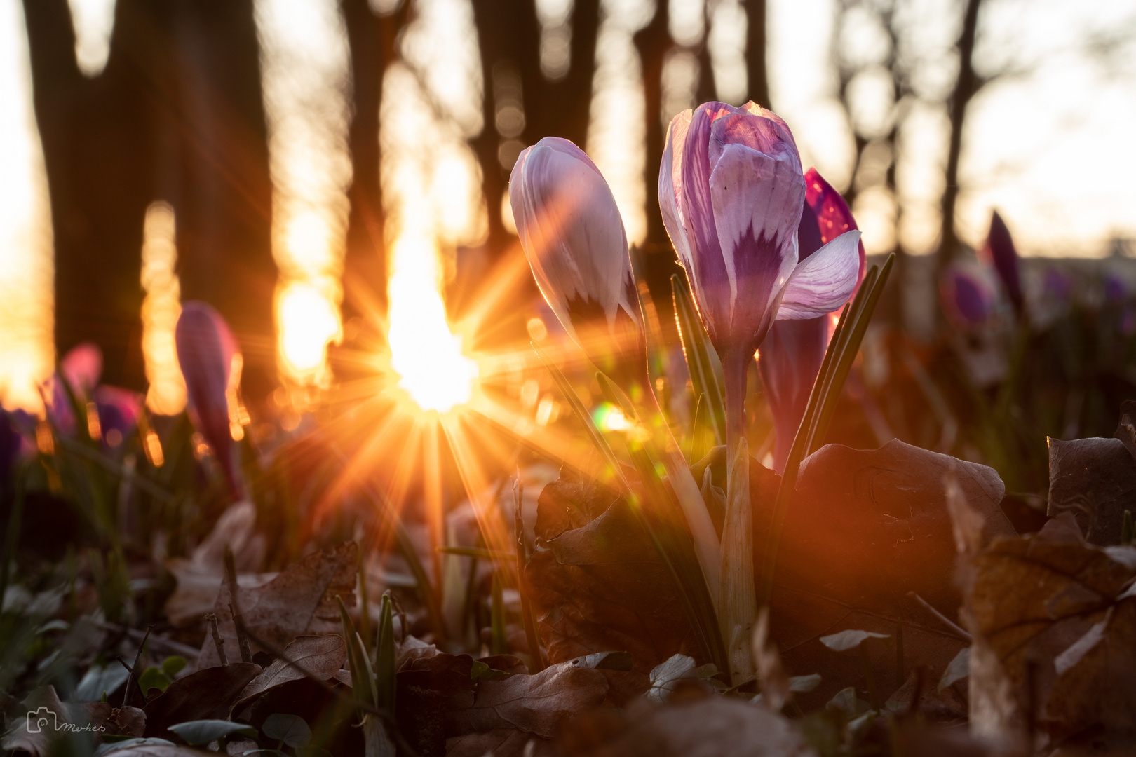 Frühlingssonnenuntergang 2