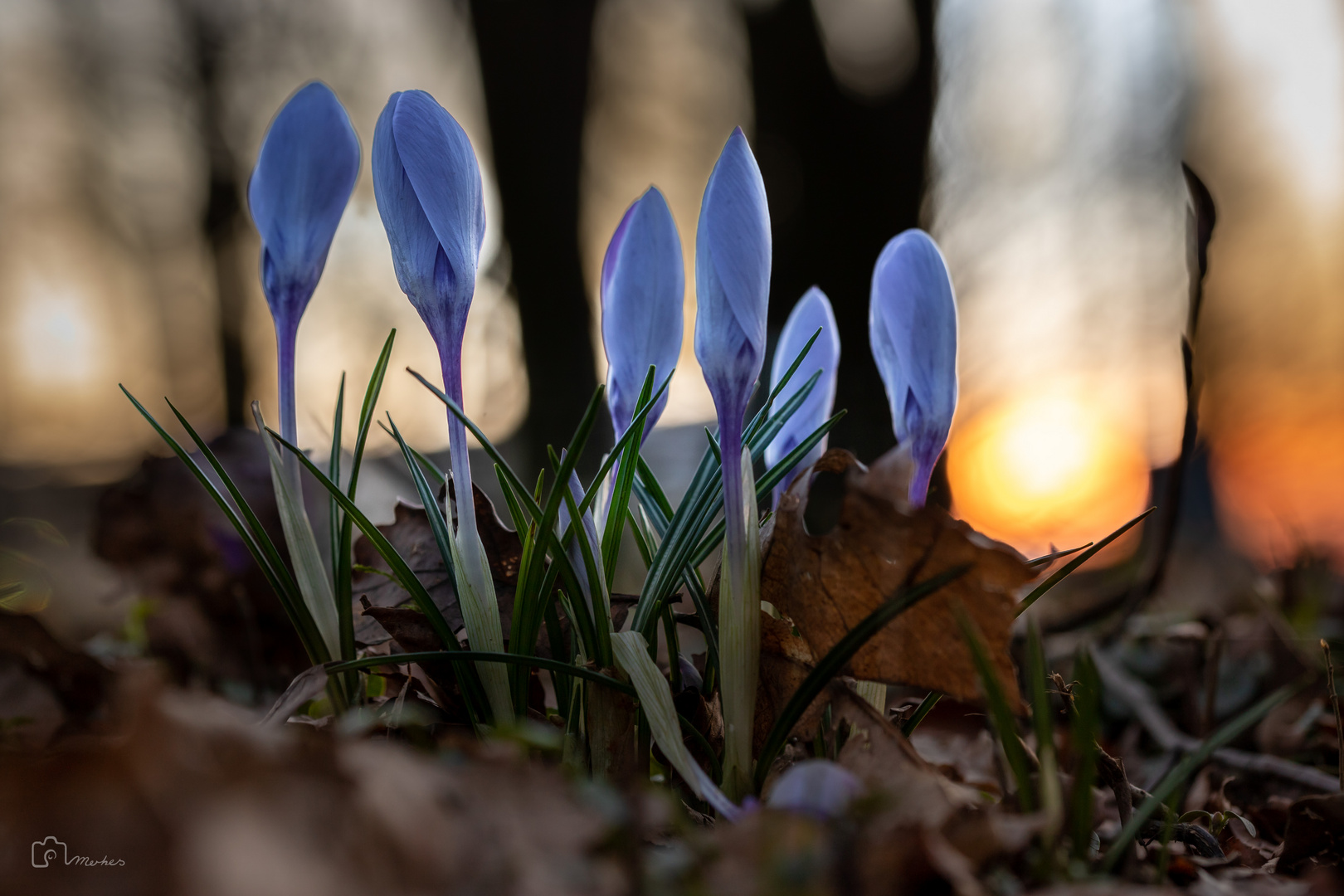 Frühlingssonnenuntergang