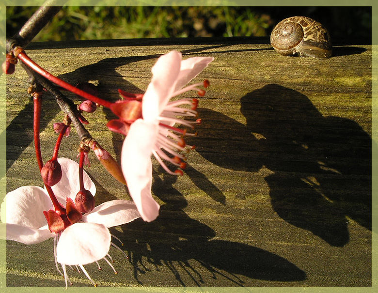 Frühlingssonne.........und ein gemütliches Plätzchen.....