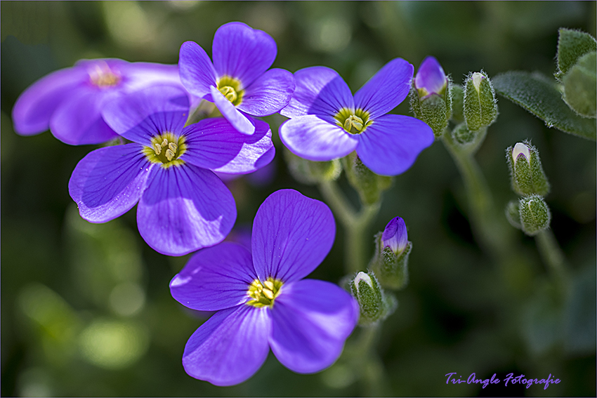 Frühlingssonntagstraum in Violett