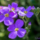 Frühlingssonntagstraum in Violett