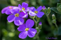 Frühlingssonntagstraum in Violett