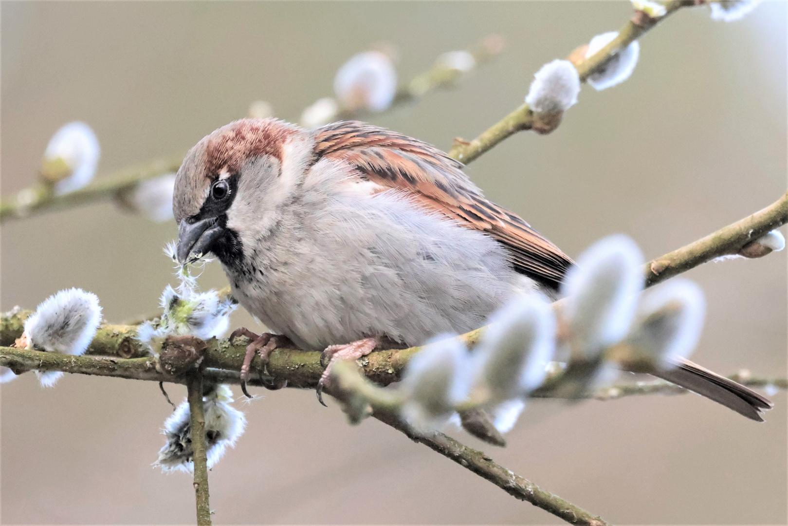 Frühlingsspatz