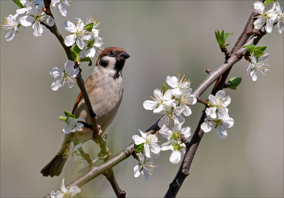 "Frühlingsspatz"