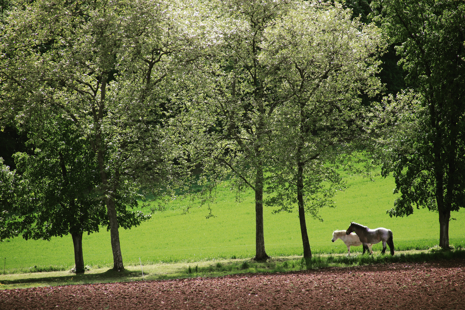 Frühlingsspaziergang