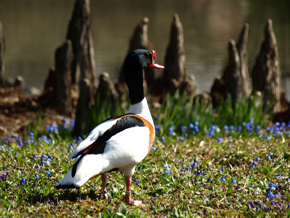 Frühlingsspaziergang