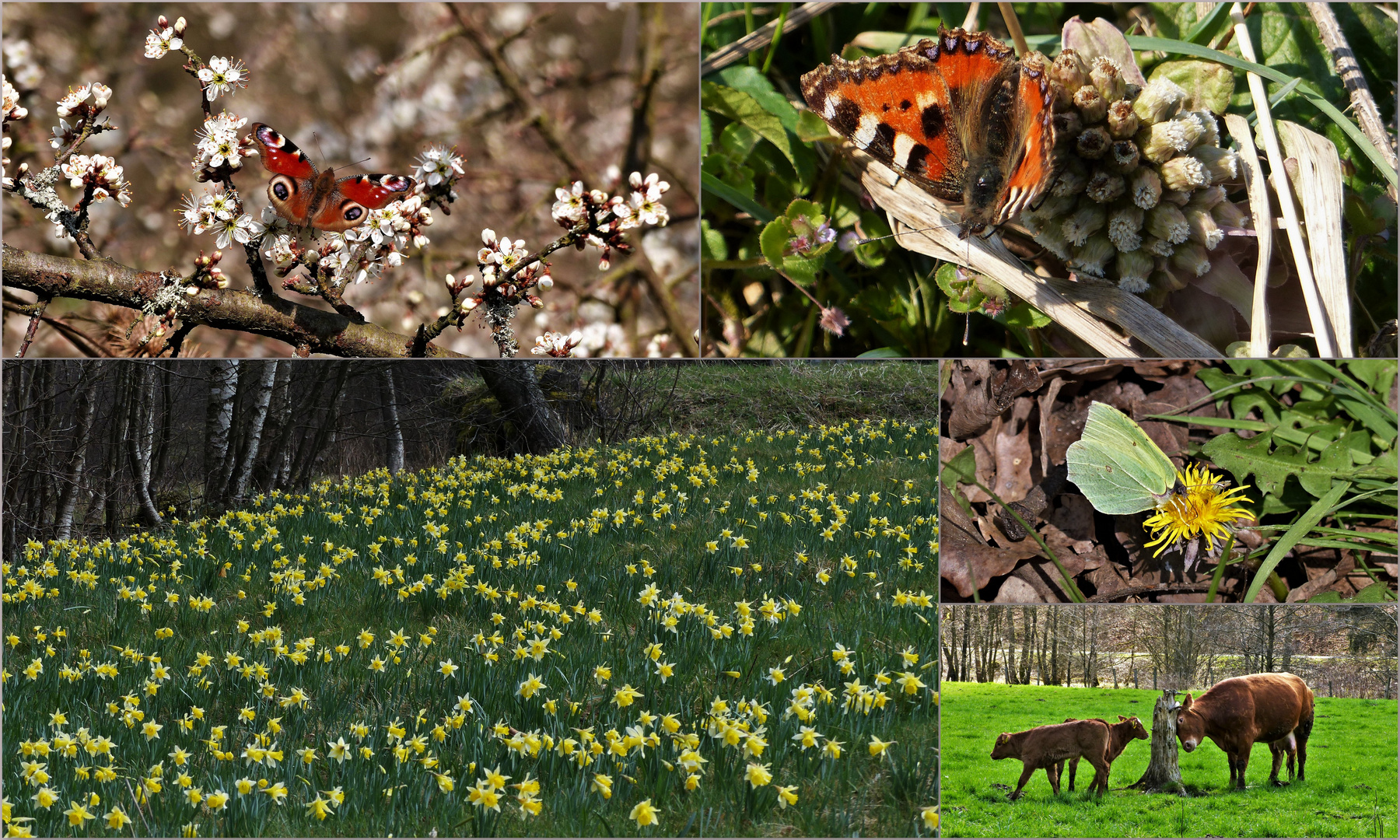 Frühlingsspaziergang