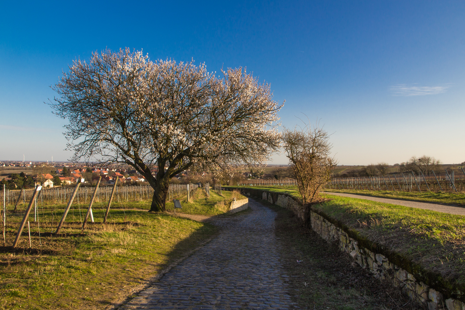 Frühlingsspaziergang