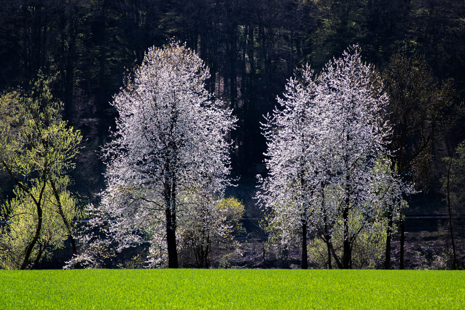 Frühlingsspaziergang 