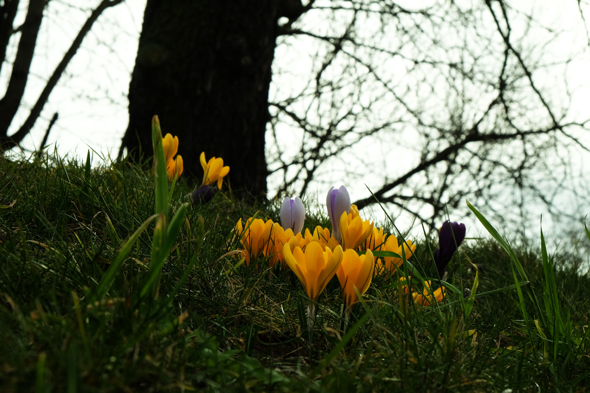 Frühlingsspaziergang