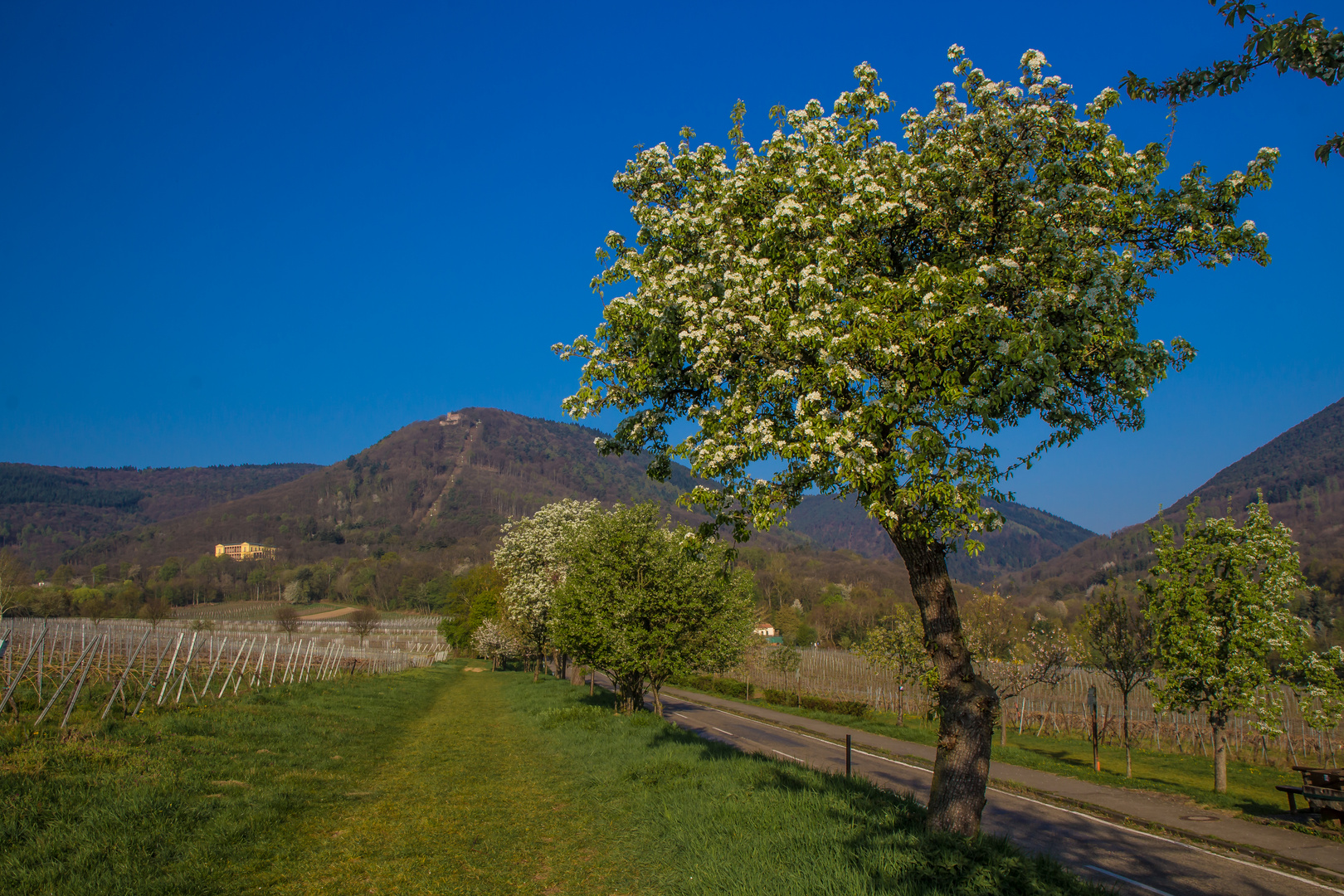 Frühlingsspaziergang