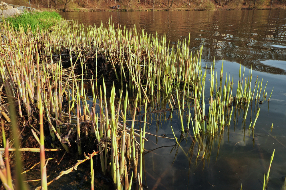 Frühlingsspaziergang am See,,,,,,,,,,,,,,,,